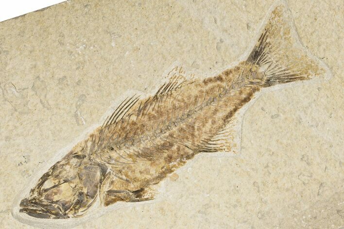 Uncommon Fish Fossil (Mioplosus) - Wyoming #198393